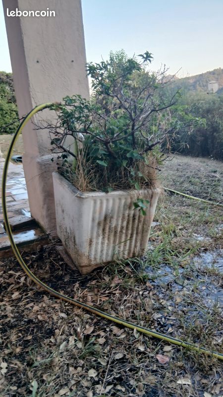 Pots de fleur vide ou avec plantes (image 2)