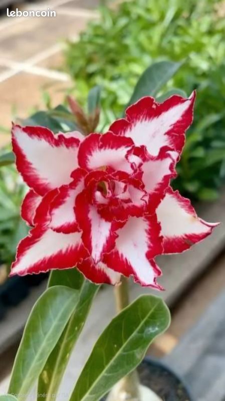 Graines Adenium Somalense : Rose du désert blanc-rose, rare bonsaï succulent