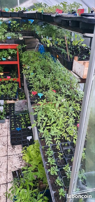 Tomates (15 variétés) et autres (image 1)