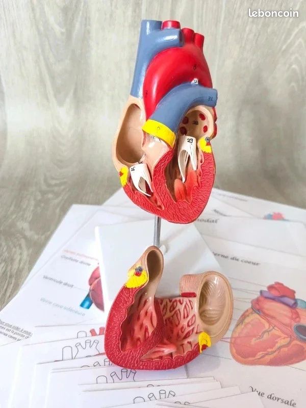 🫀Kit anatomie du coeur humain (image 5)