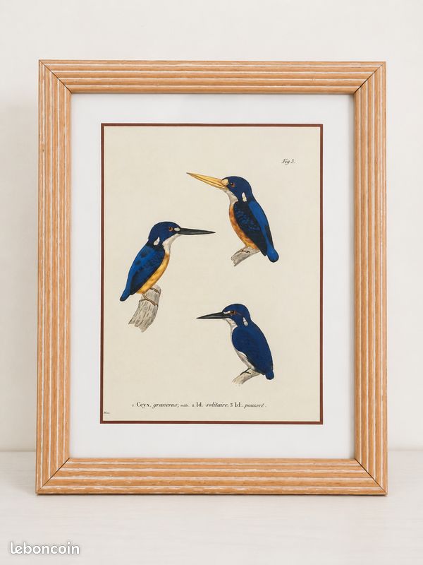 Lot Cadre vintage style gravure ancienne d’oiseau (image 2)