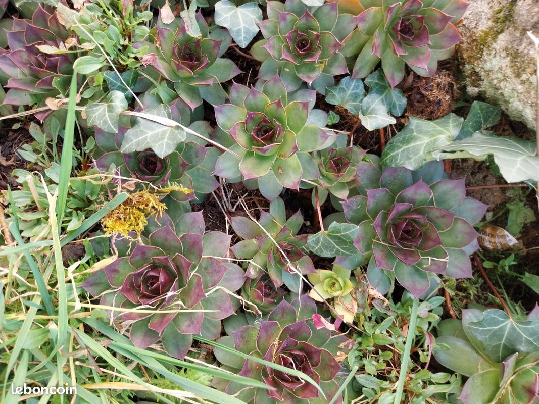 Échange au jardin (image 12)