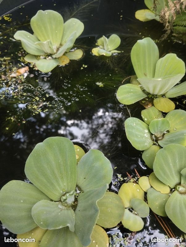 Pistia, laitue d'eau (image 1)