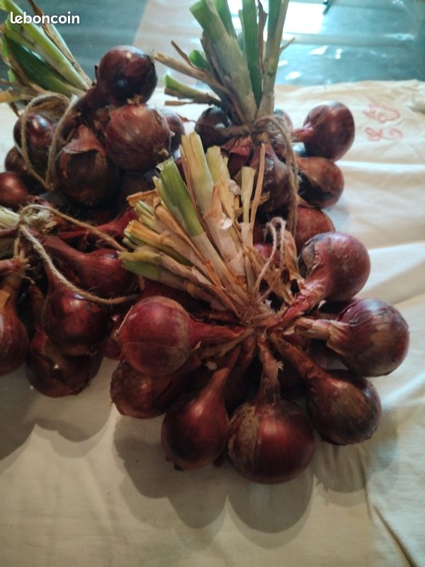 Oignons et échalotes bio. Pomme de terre nouvelle Amandine (image 3)