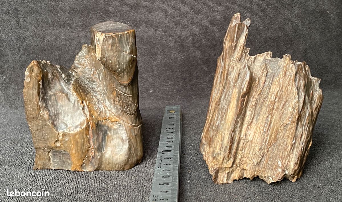 Deux branches de bois pétrifiées fossiles (image 1)