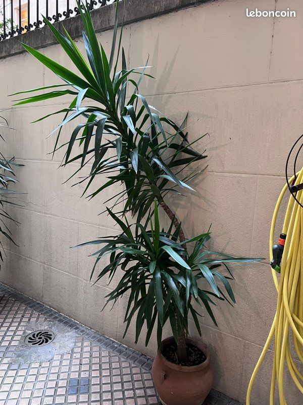 Yucca (image 1)