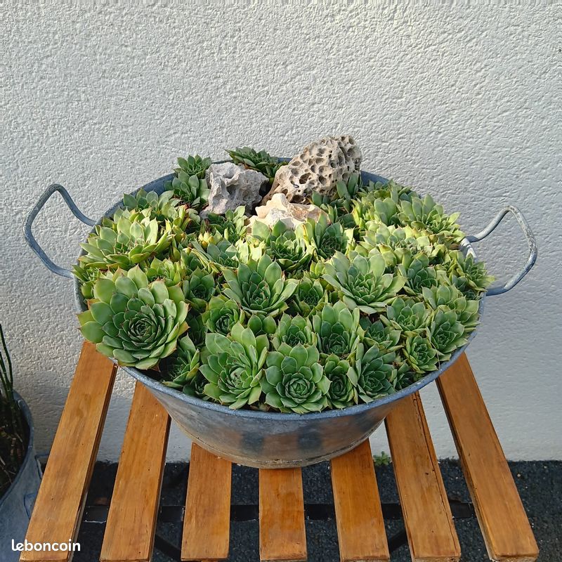 Grande bassine en zinc avec Joubarbes Ø 45 cm (image 1)