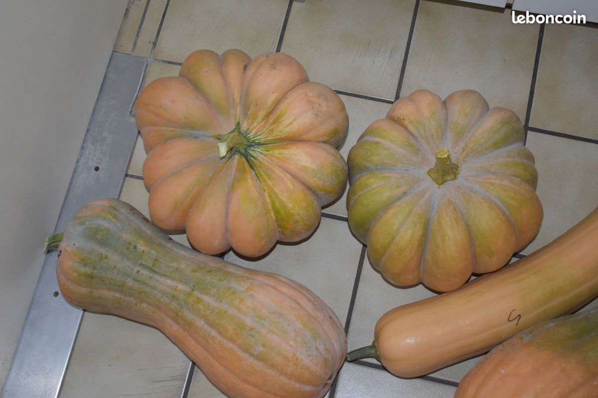 Courges et butternuts (image 1)