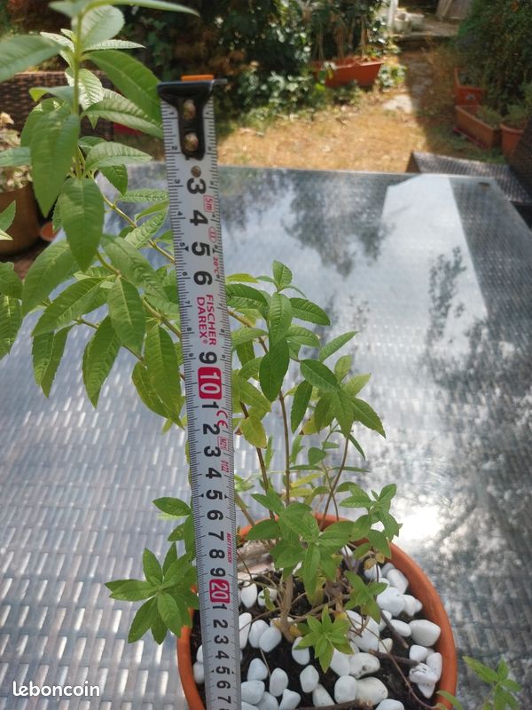 Verveine citronnelle (image 4)