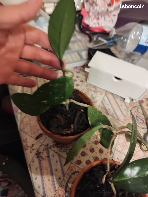 Plante Hoya fleurs de porcelaine (image 2)