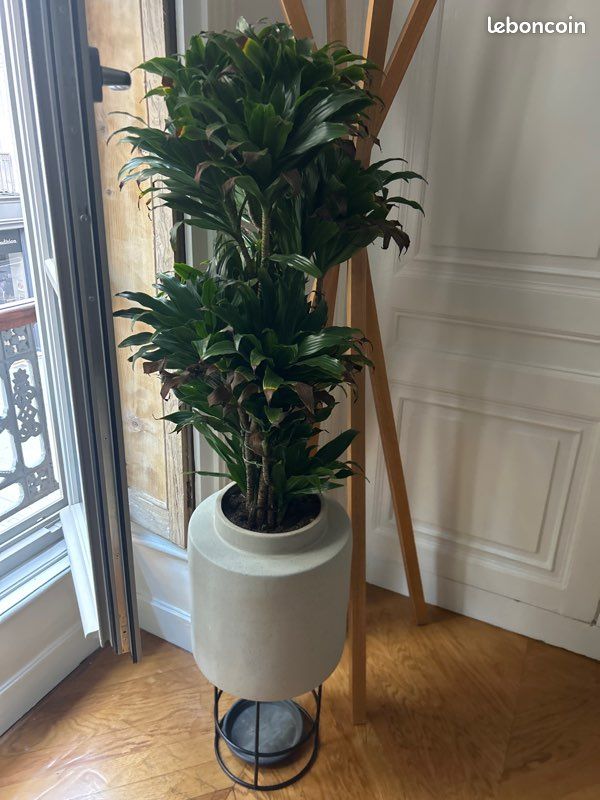 chameleon zz plant Zamioculcas 'Chameleon' | Rare Yellow ZZ Plant