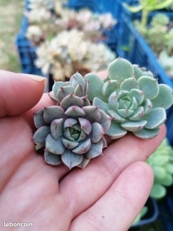 Echeveria 'Ben Badis' variegata (image 3)