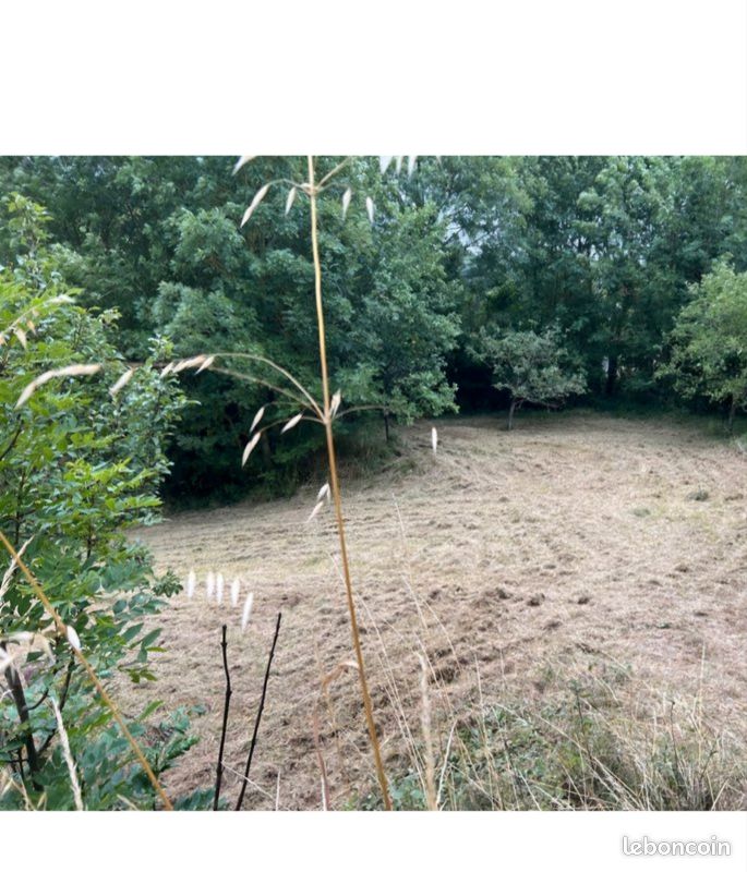 Tonte, débroussaillage (image 4)