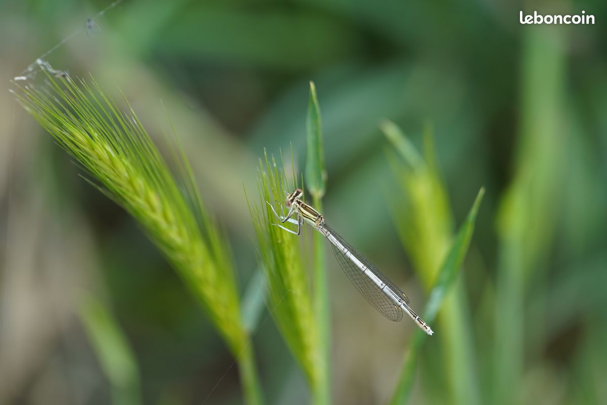 Objectif Minolta AF 100 mm f/2.8 Macro (monture SONY A) (image 14)