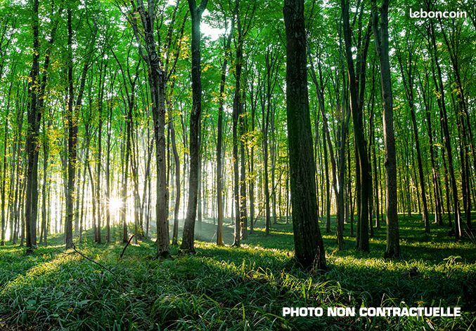 Forêt dans les Pyrénées-Atlantiques (64) d’environ 10 hectares DF-2030-A · à Aubertin · 82 500 €