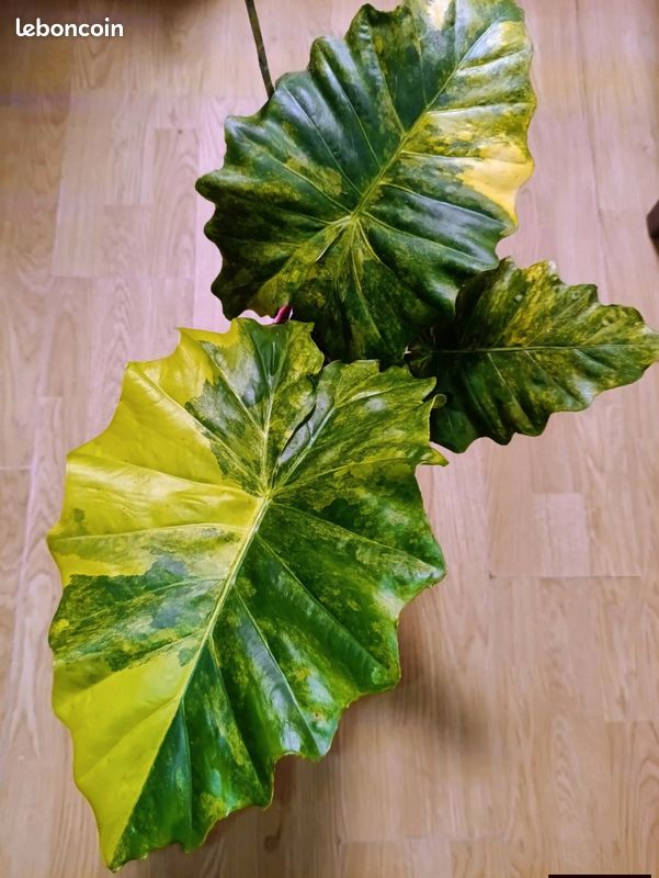 Alocasia portodora aurea variegata Bulbille dmarr - Jardin & Plantes
