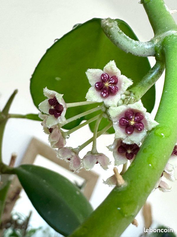 Plante cœur Hoya Kerri / Hoya kerrii (image 3)