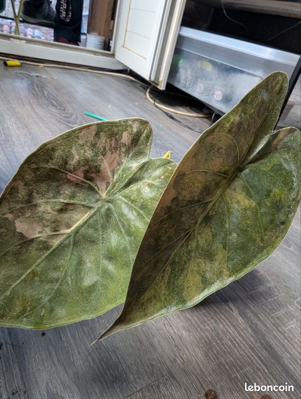 Alocasia wentii aurea variegata bulbilles racinés (image 3)
