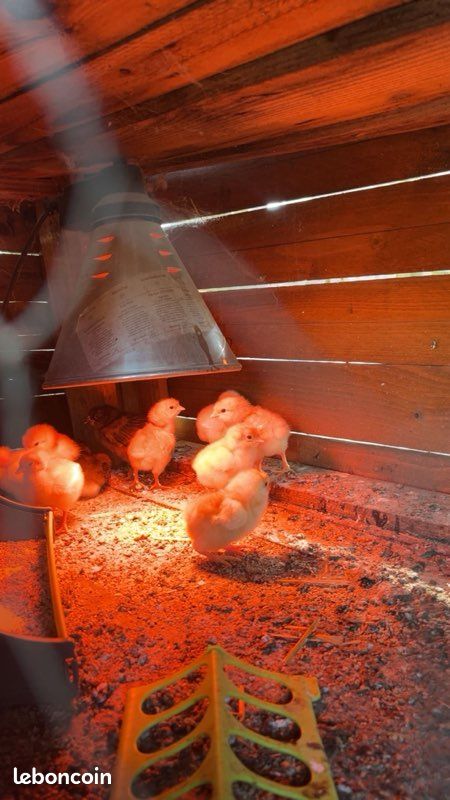 Poussins de poules pondeuses nés le 24 Août 2026 (image 1)