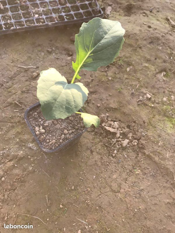 Plant de légumes (image 1)