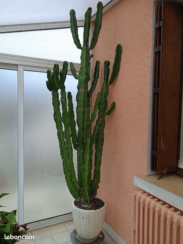 Cactus (image 3)