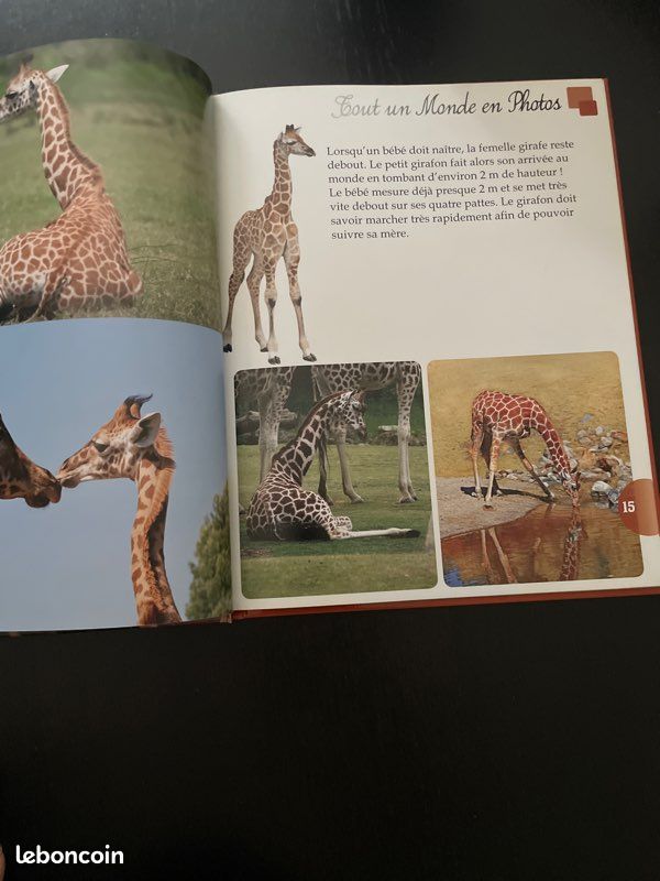 Les bébés animaux (image 3)