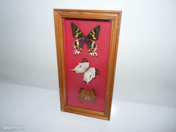 Cadre Ancien Restauré Avec Papillon Bleu – Bois Et Verre Bombé, Cabinet De Curiosités