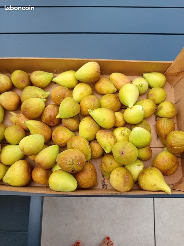 Figues (image 1)