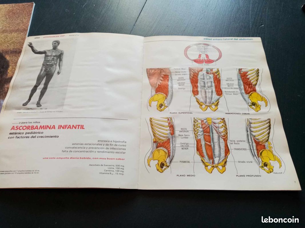 Atlas musculaire de l ascorbamine 1500 (image 9)