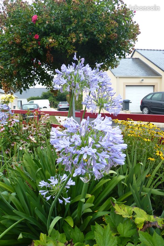 Plant agapanthe géante bleue/blanche– jardi44 (image 3)