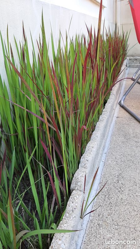Imperata Cylindrica (image 3)