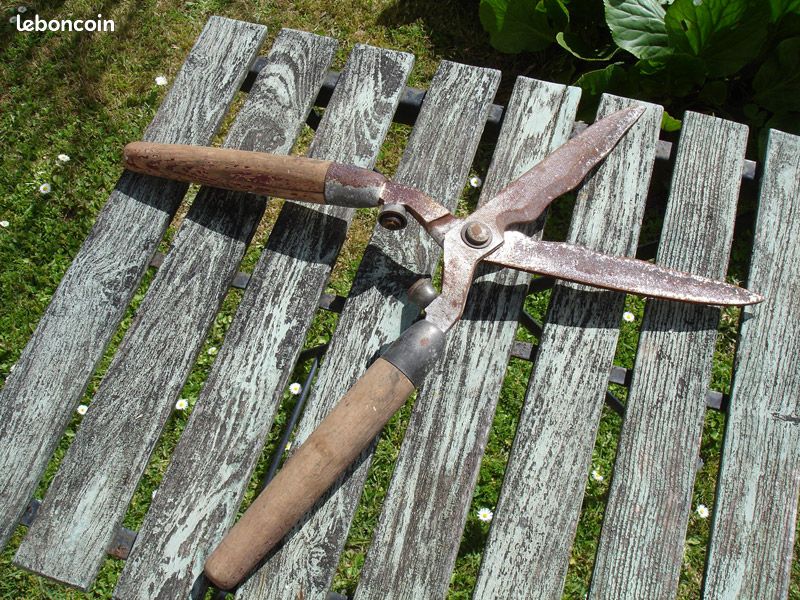 Taille haie cisaille (image 4)