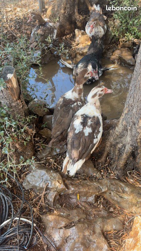 Canard de barbarie chocolat et noir et blanc (image 1)
