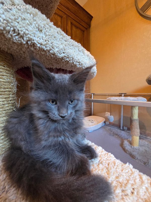 Chatons Main Coon Loof (image 1)