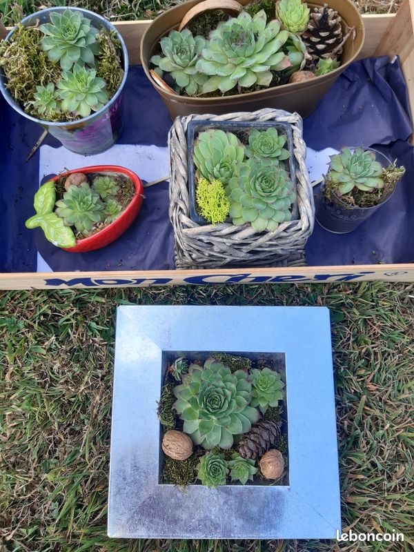 Plante joubarbe (image 1)