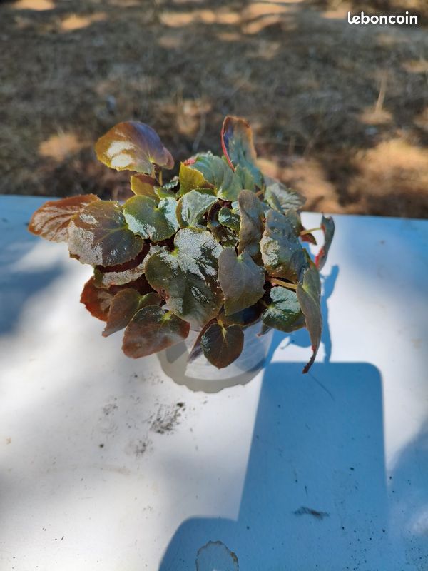 Begonia Metachroa (image 3)
