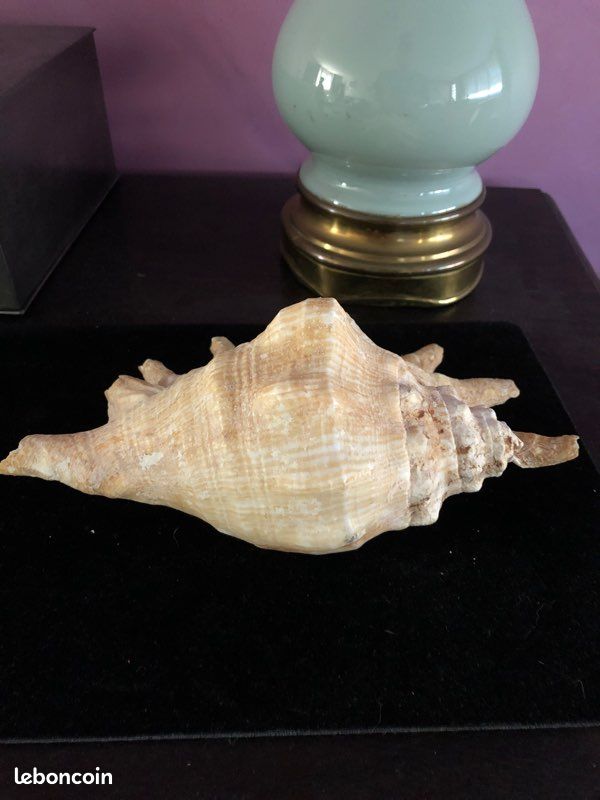 Grand coquillage exotique (image 4)