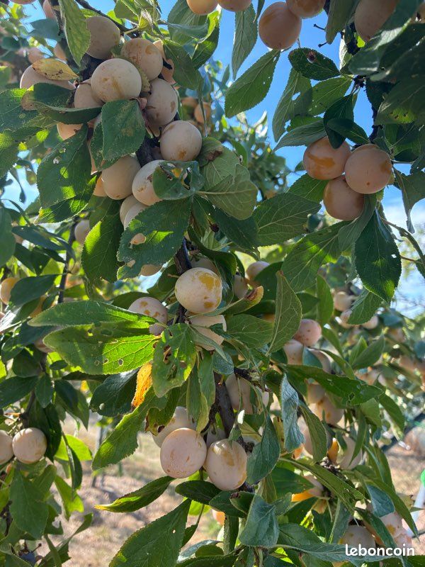 Mirabelles (image 4)
