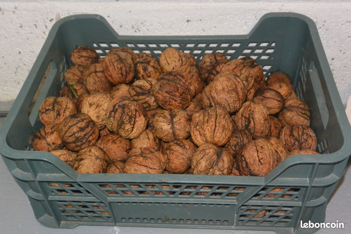 Noix fraiches gros calibre (image 1)
