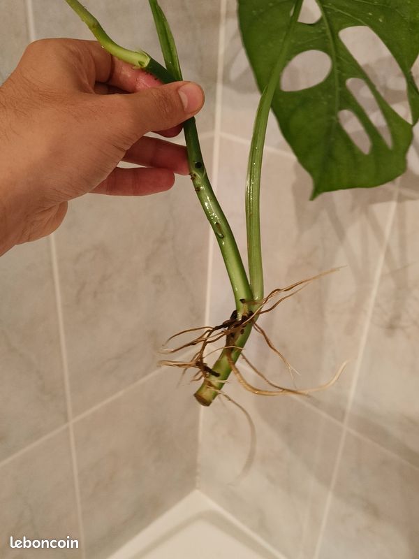 Monstera Membranacea Rare - Jardin & Plantes