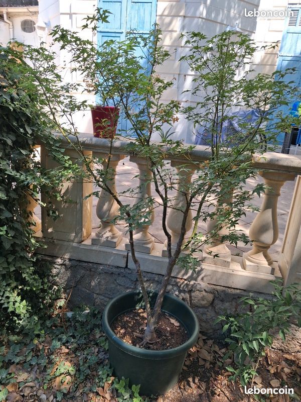 Acer palmatum 'Katsura' - hauteur 1m70 / largeur 1m80 (image 2)