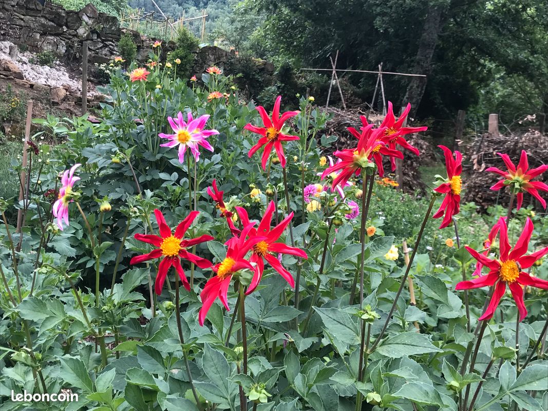 Gîte "Le Figuier", 4-6 pers., réduction à la semaine, accueil paysan (image 13)
