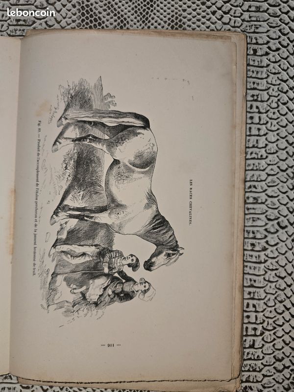 Planches anciennes illustrées – Les races chevalines (lot illustré XIXe siècle) (image 3)