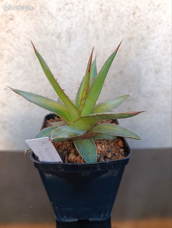 Agave kerchovei 'Huajuapan Red' 16cm - Jardin & Plantes