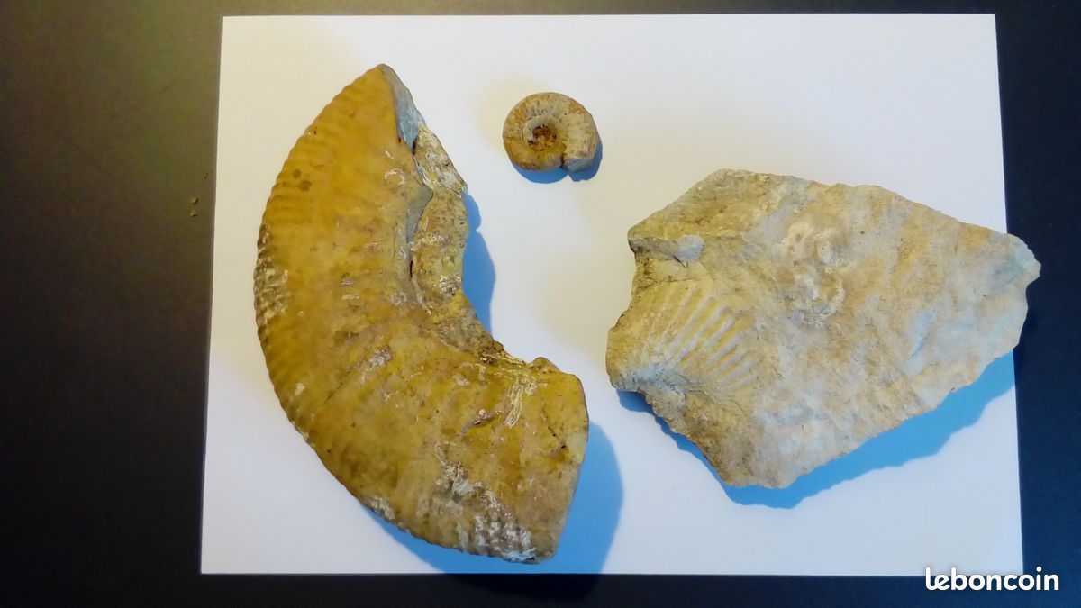 Lot fossiles (image 1)