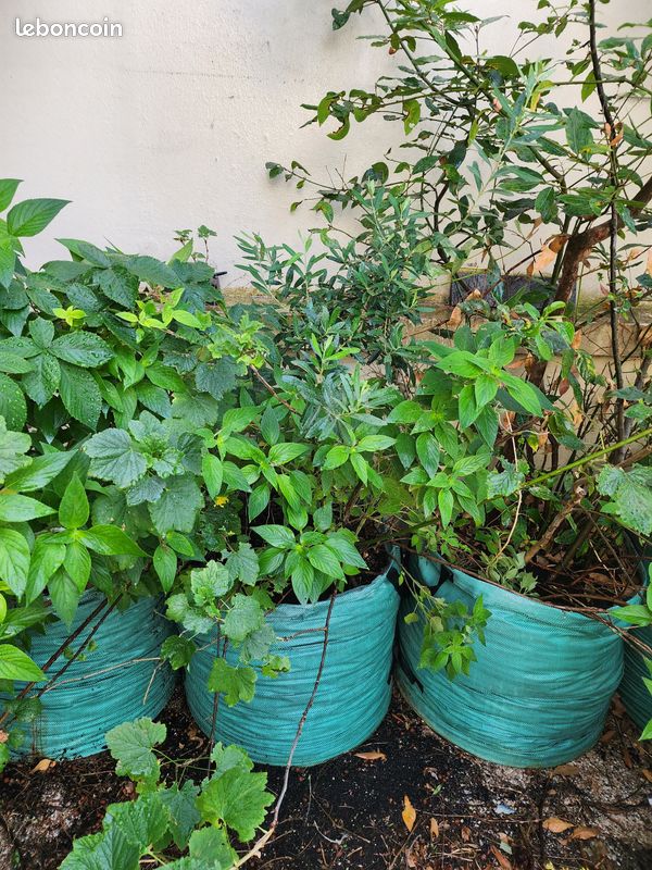 Arbres fruitiers et plantes aromatiques, de 15 à 40 en fonction de la taille (image 15)