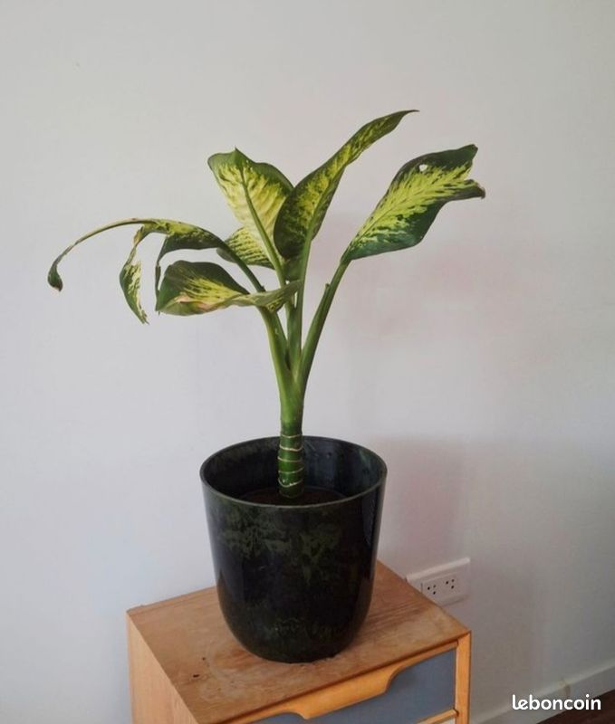 🌿 Dieffenbachia seguine Lemon Tropic (H70cm) (image 2)