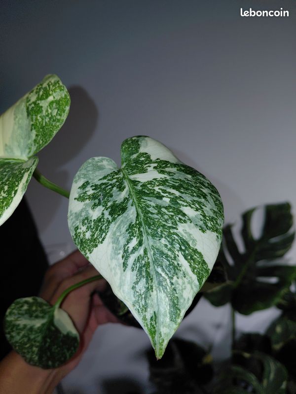 philodendron wallpaper Philodendron 'Pink Princess' Print