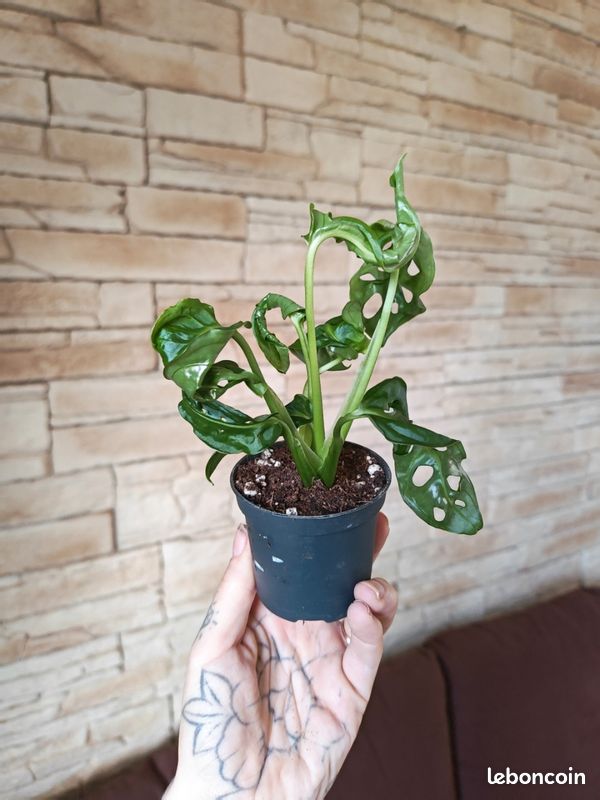 Monstera adansonii 4 (image 3)
