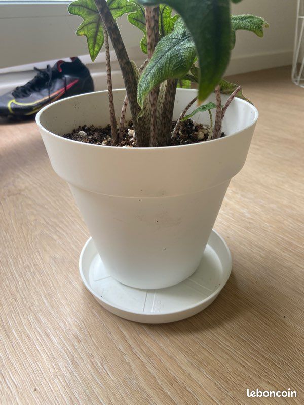 Alocaisa Jacklyn dans son pot et sa soucoupe plante rare (image 9)